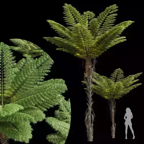 New Plant High detail Alsophila Spinulosa Fern Decorative