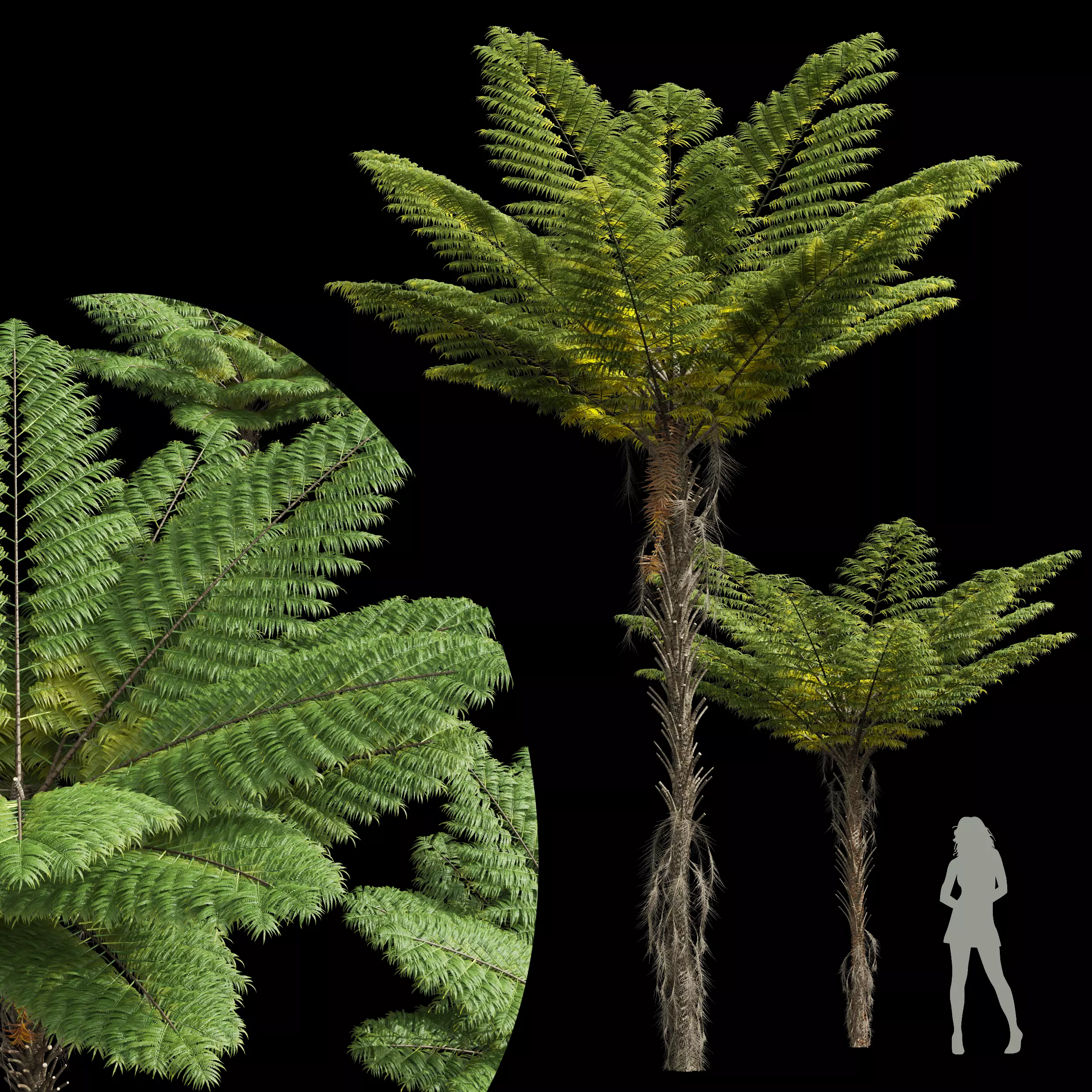 New Plant High detail Alsophila Spinulosa Fern Decorative 3D model