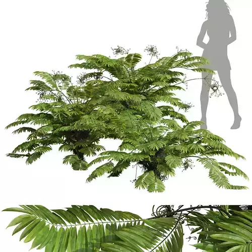 New Plant High detail Angiopteris Fokiensis Fern Forest