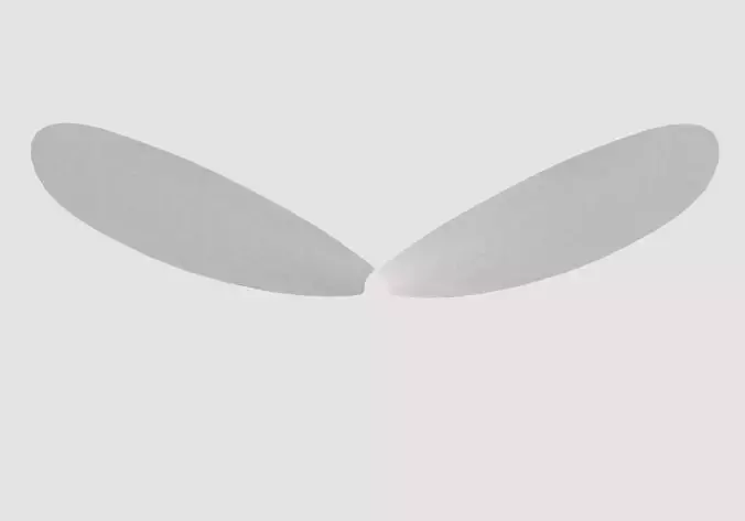 simple transparent wings 