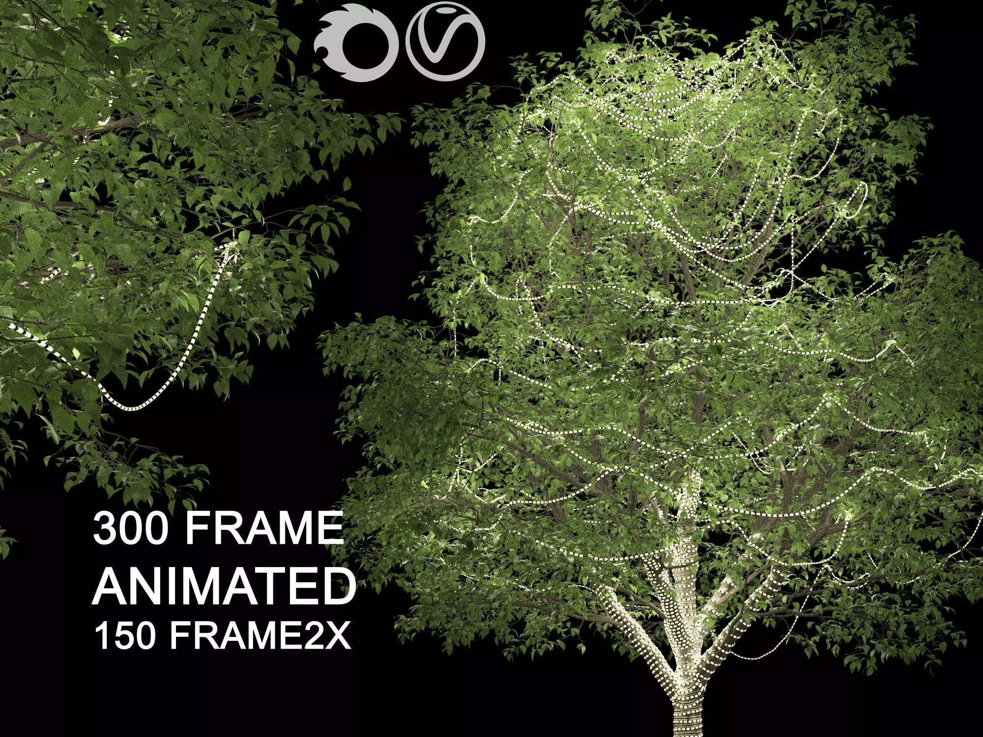 ENGLISH WALNUT TREE 2 Light 3D model_0