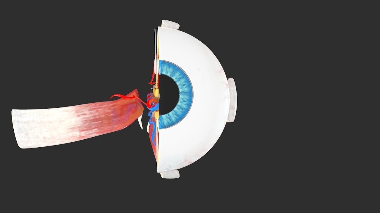 Eye anatomy cross section - inner structure Low-poly 3D model_2