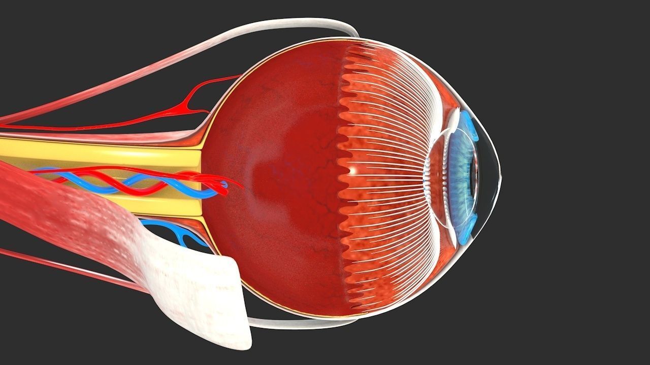 Eye anatomy cross section - inner structure Low-poly 3D model_5