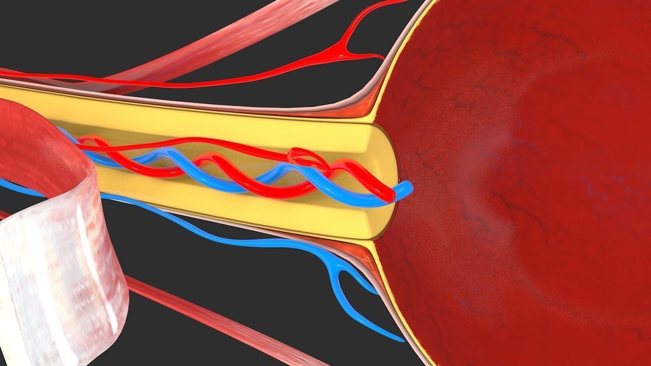 Eye anatomy cross section - inner structure Low-poly 3D model_6
