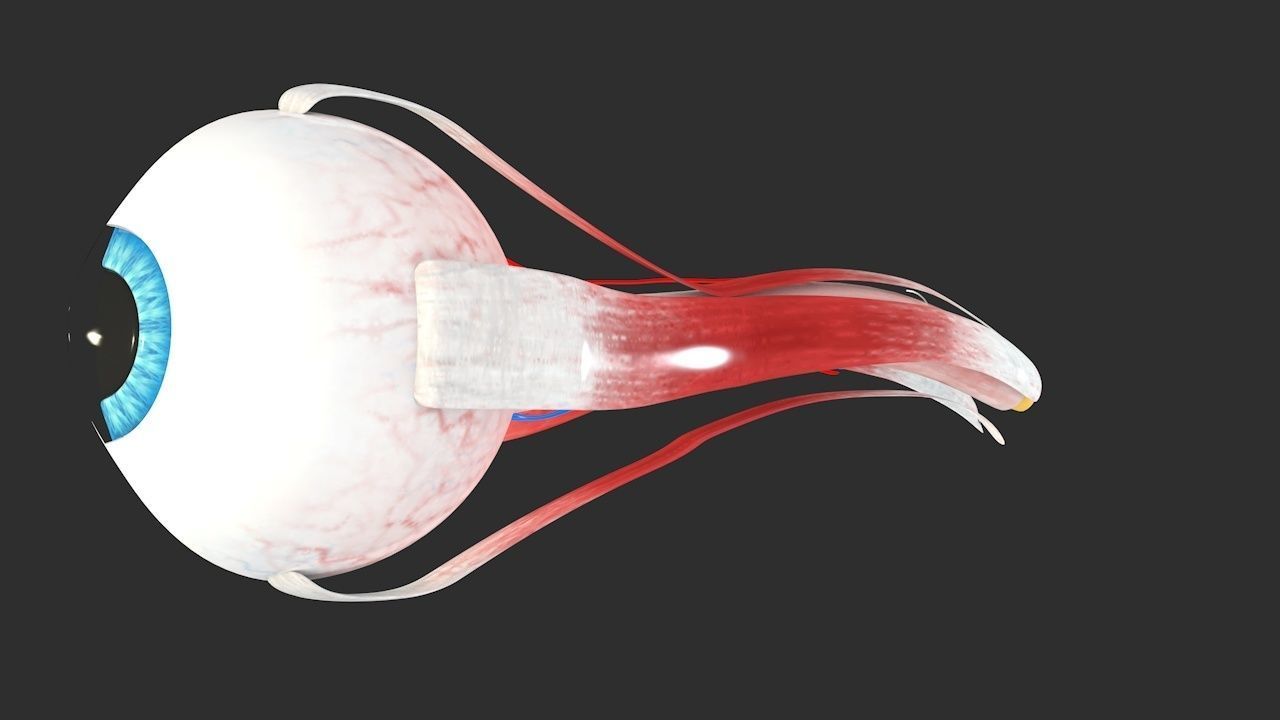 Eye anatomy cross section - inner structure Low-poly 3D model_3
