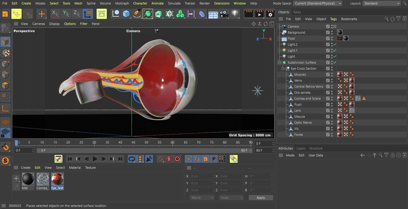 Eye anatomy cross section - inner structure Low-poly 3D model_9