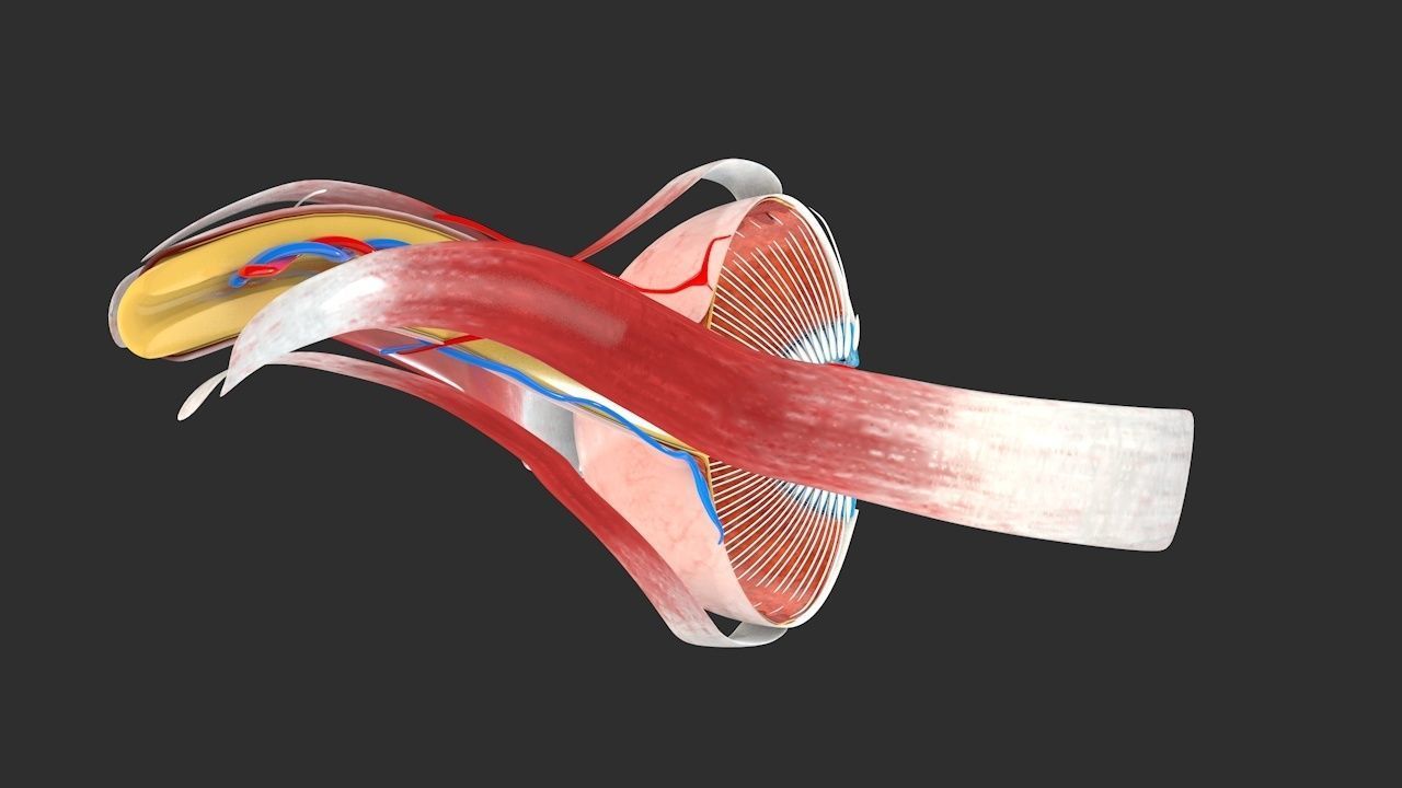 Eye anatomy cross section - inner structure Low-poly 3D model_4
