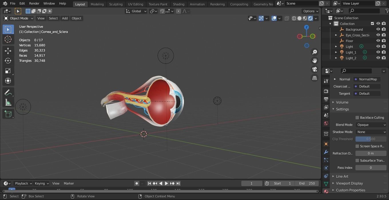 Eye anatomy cross section - inner structure Low-poly 3D model_10
