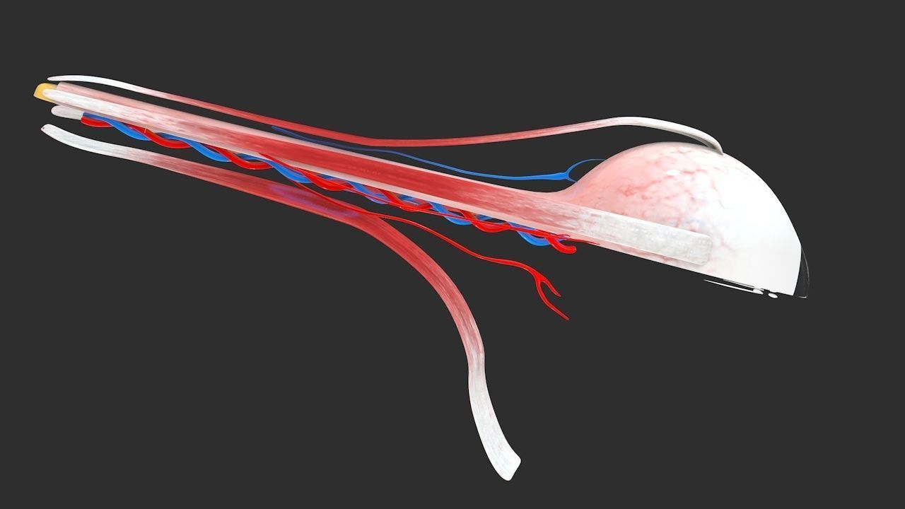 Eye anatomy cross section - inner structure Low-poly 3D model_8