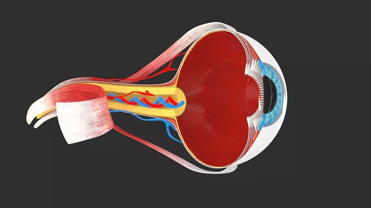 Eye anatomy cross section - inner structure Low-poly 3D model_0