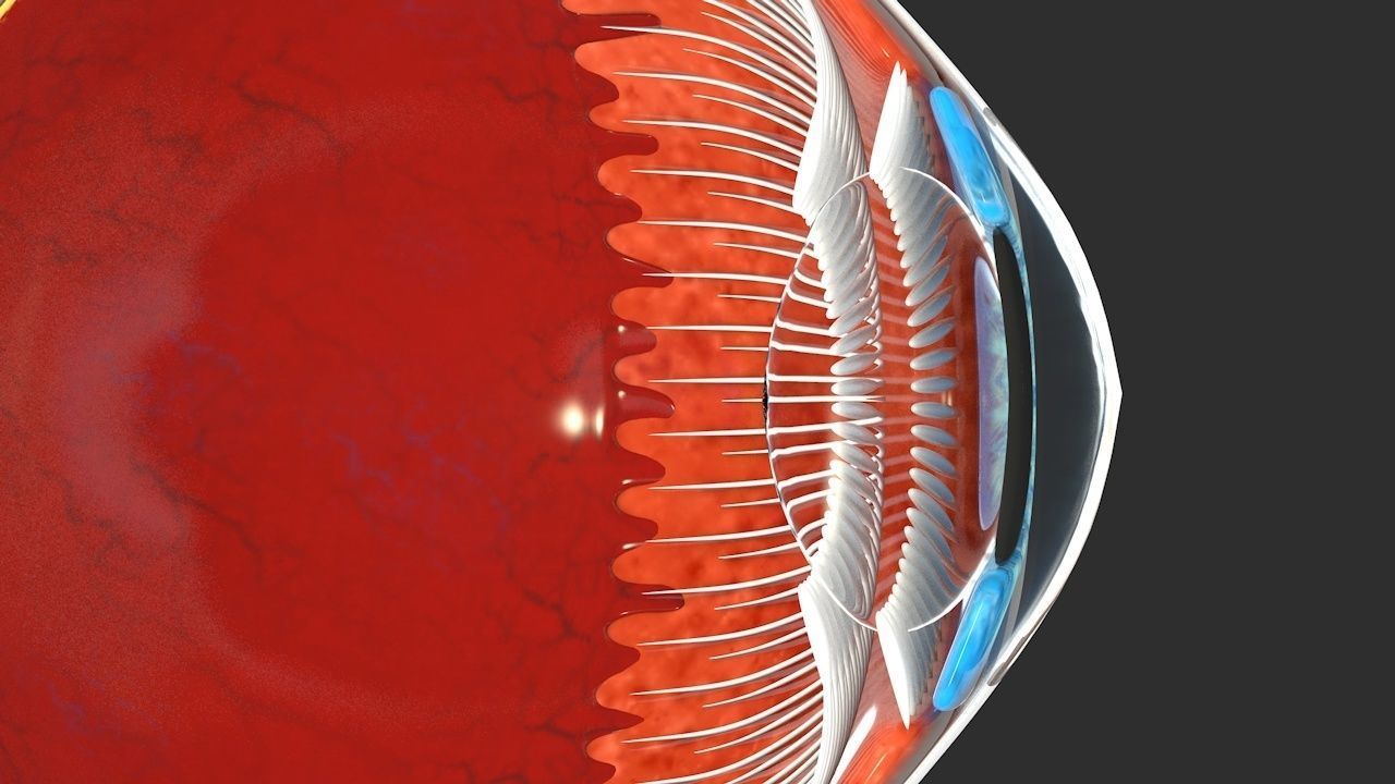 Eye anatomy cross section - inner structure Low-poly 3D model_7