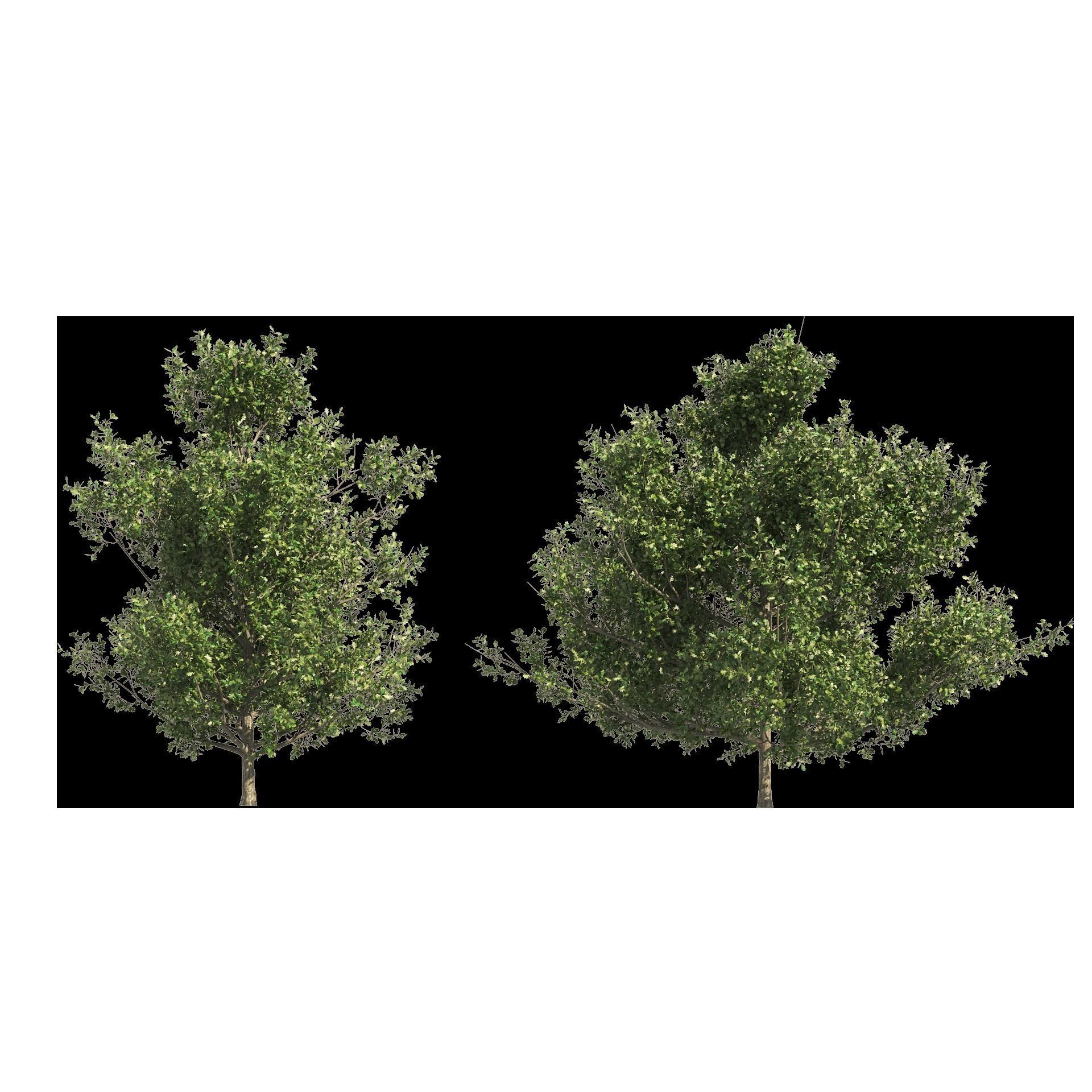 4 summer and fall Oak tree 3D model_8