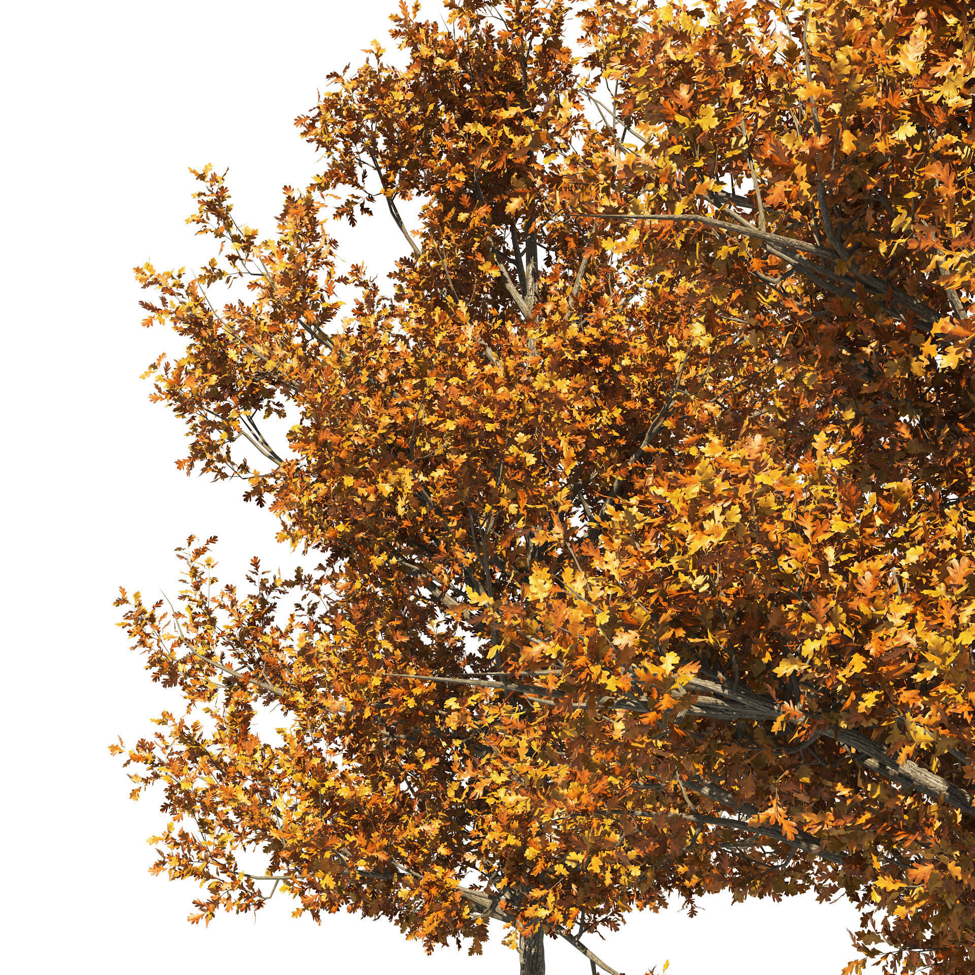 4 summer and fall Oak tree 3D model_2
