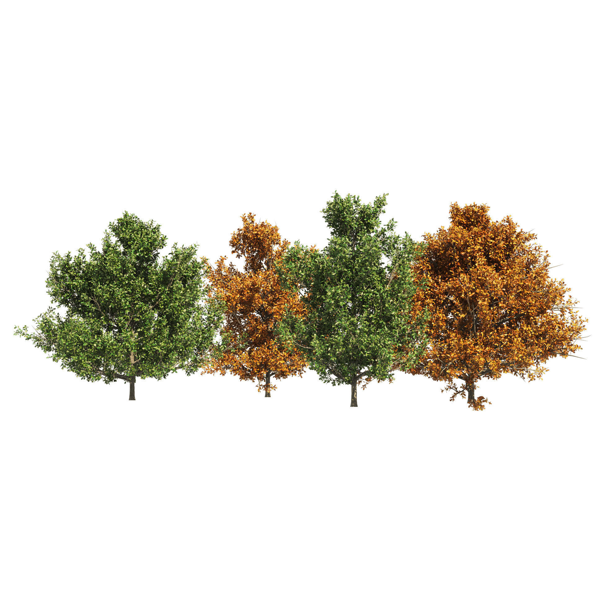 4 summer and fall Oak tree 3D model_7