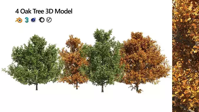 4 summer and fall Oak tree 3D model
