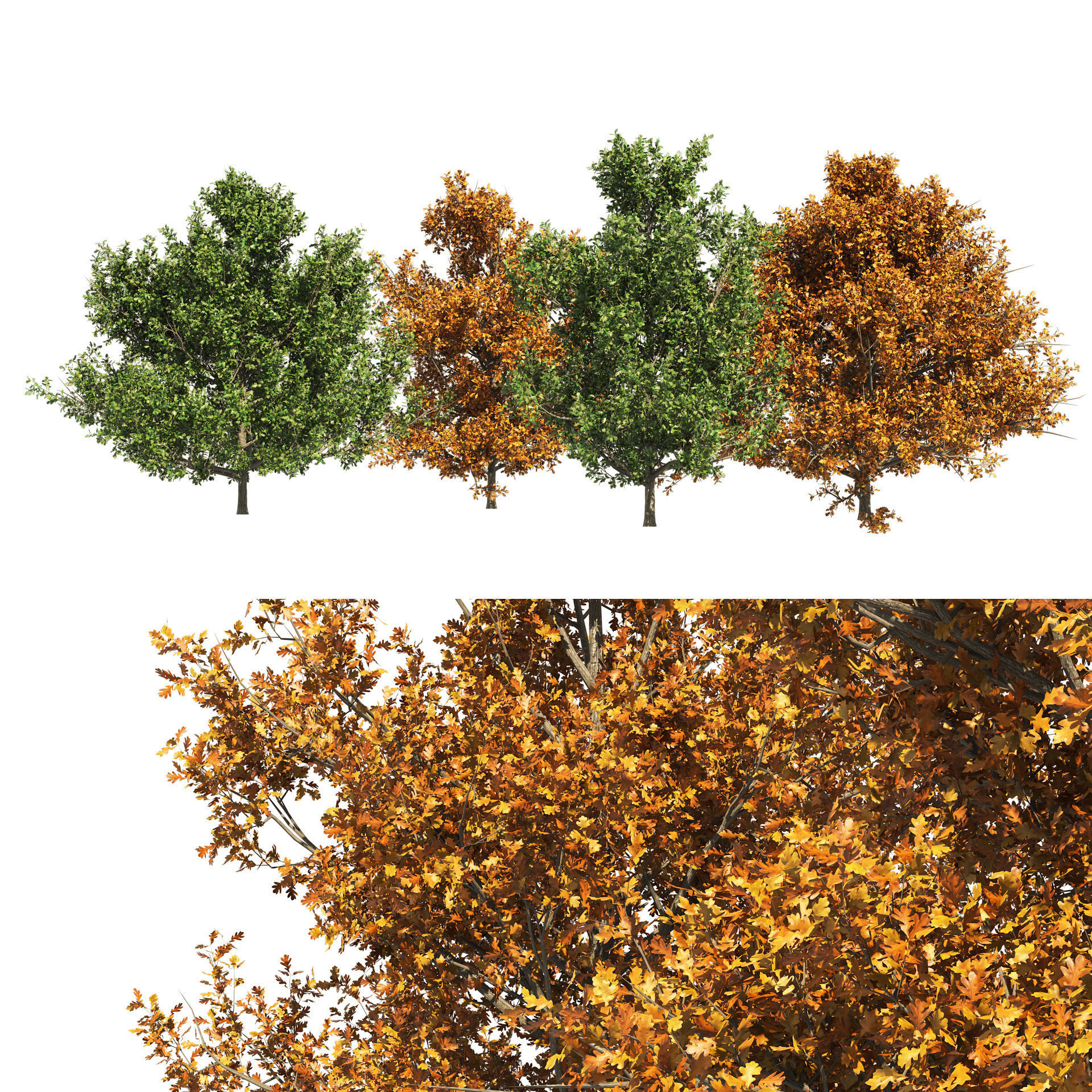4 summer and fall Oak tree 3D model_1