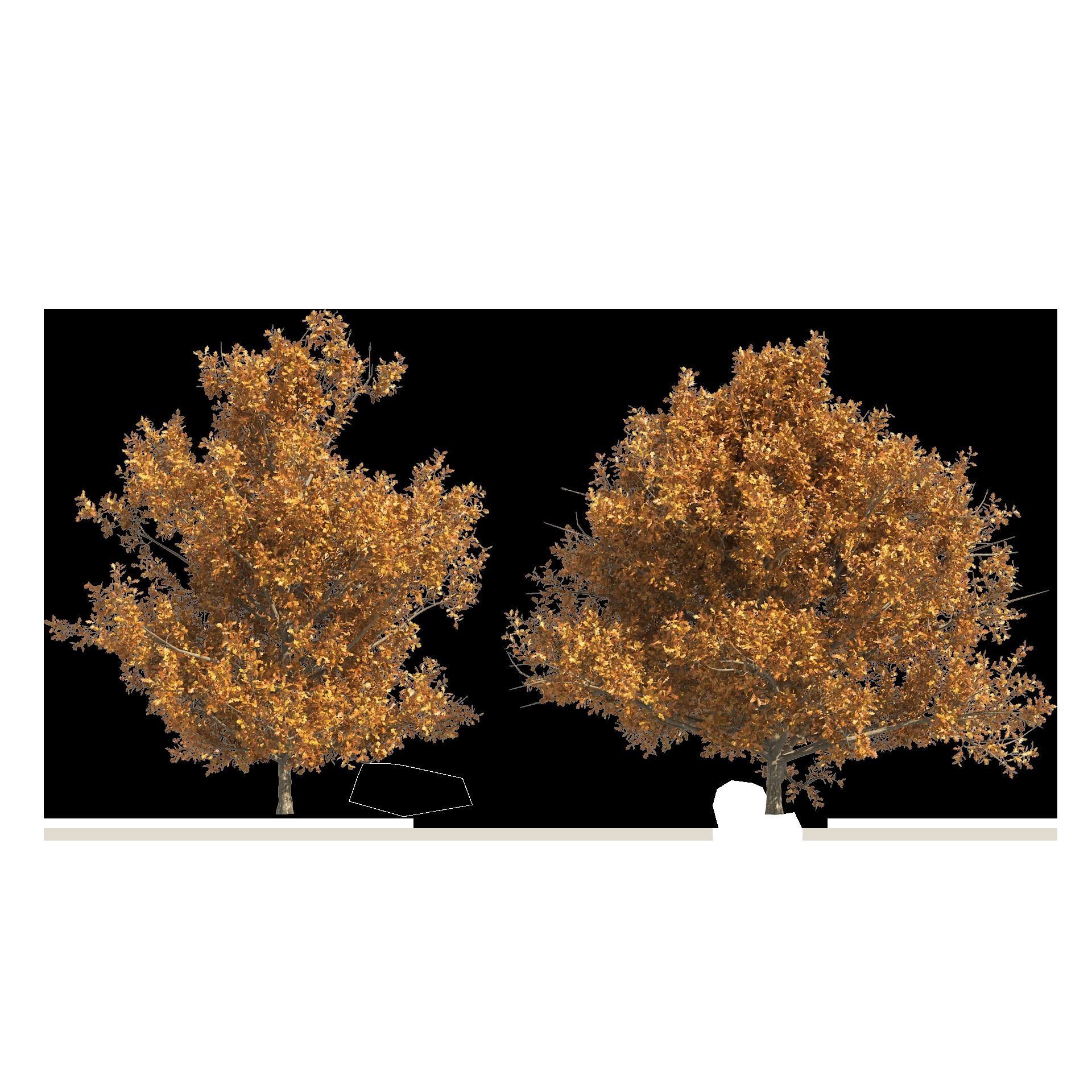 4 summer and fall Oak tree 3D model_5