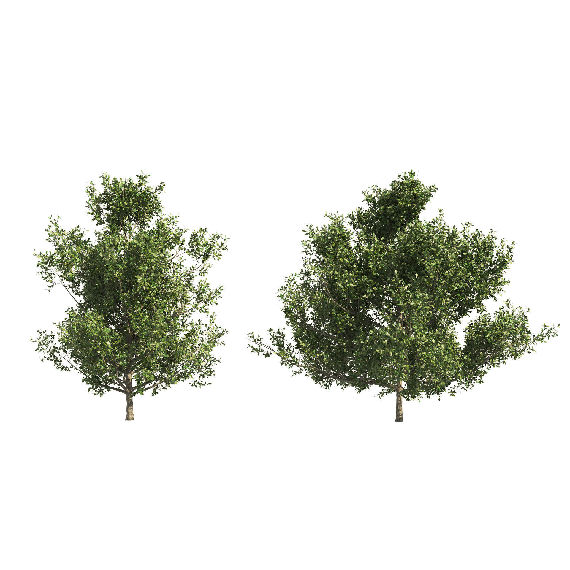 4 summer and fall Oak tree 3D model_6