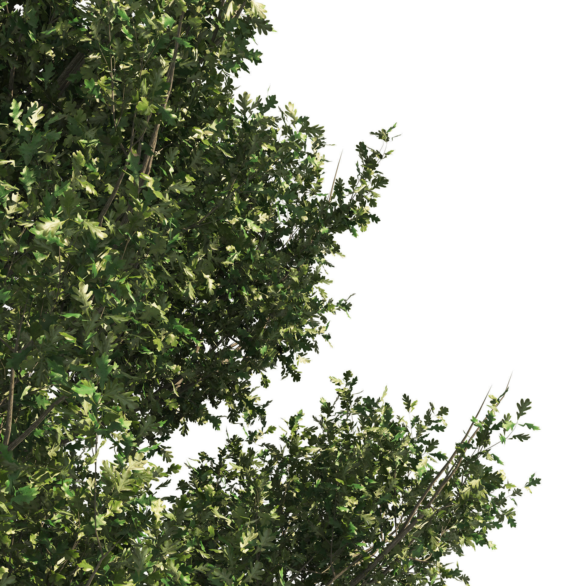 4 summer and fall Oak tree 3D model_3
