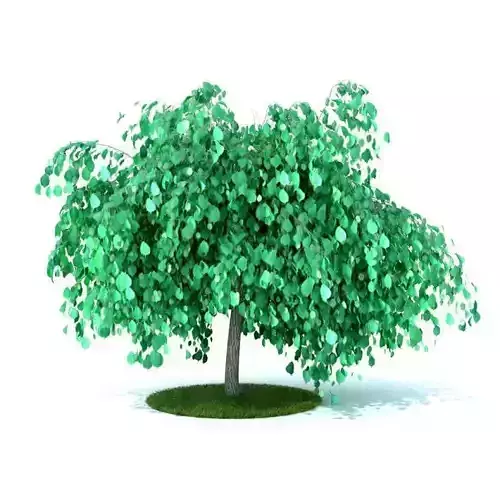 Tree With Green Leaves 37986