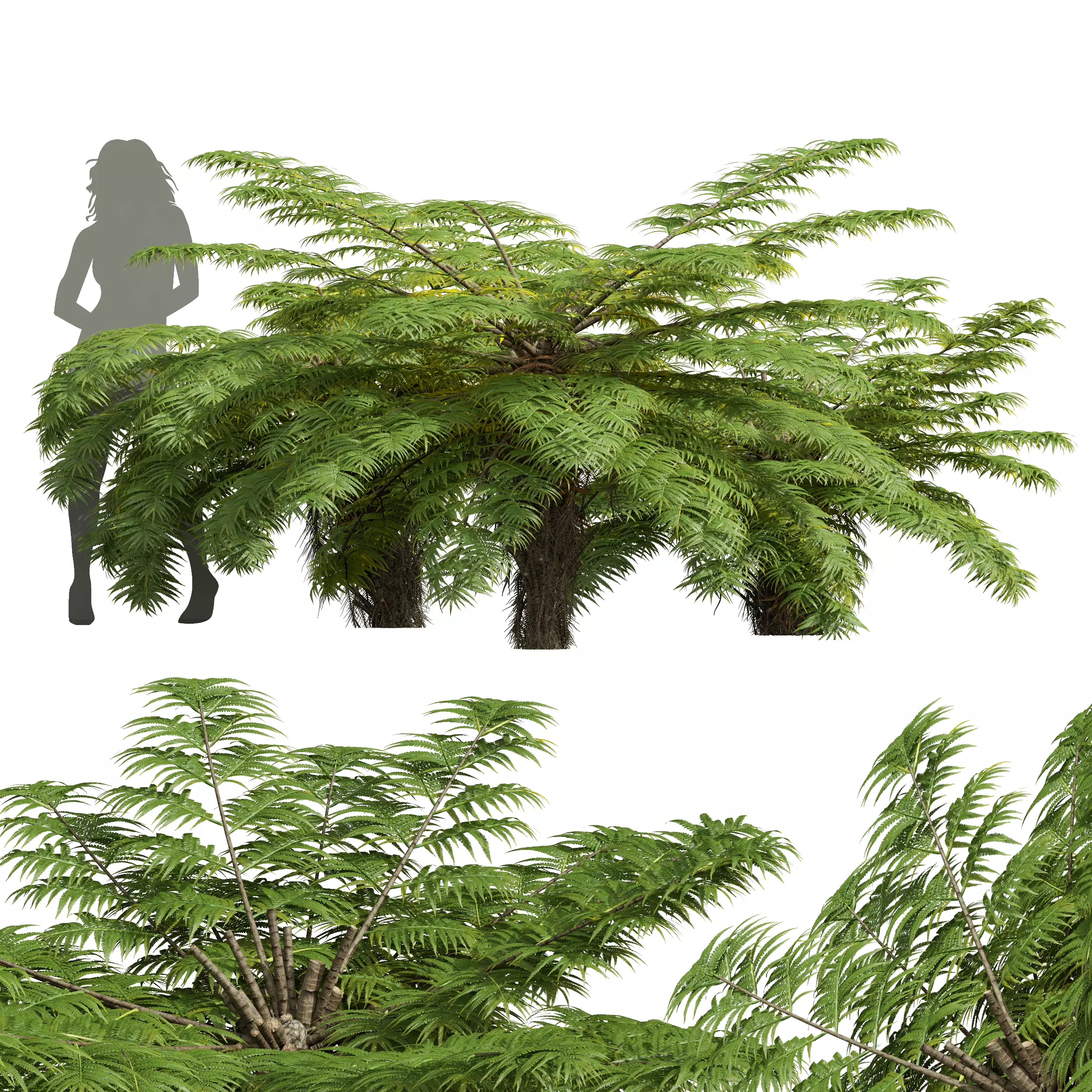 New Plant High detail Alsophila Spinulosa Fern Decorative Small 3D model