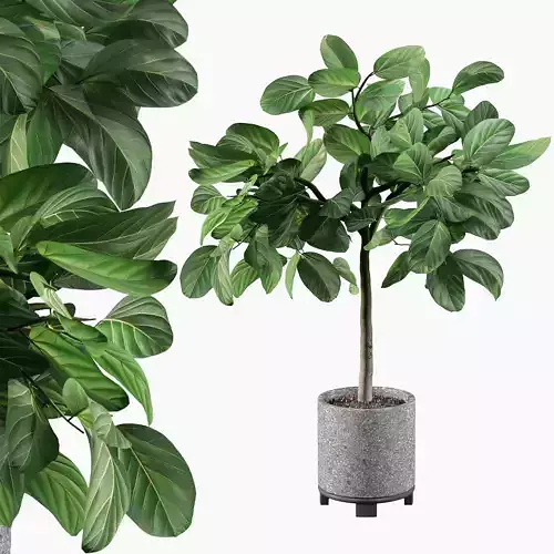 Ficus benghalensis  in terrazzo flower pot