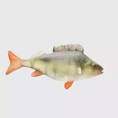 European freshwater bass perch fish