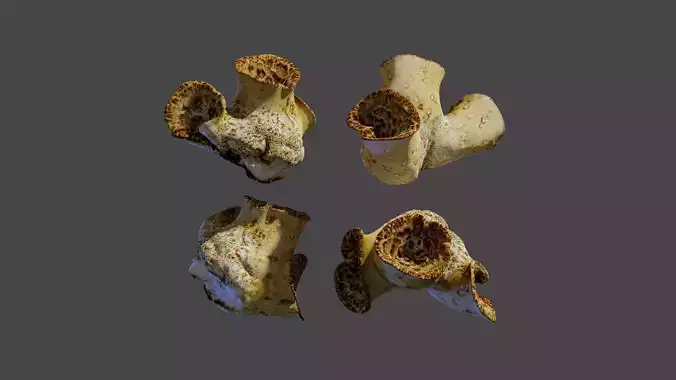 Cerioporus squamosus