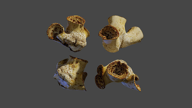 Cerioporus squamosus Low-poly 3D model