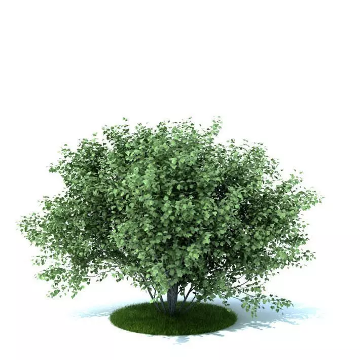 Wide Leaf Tree 3D model_0
