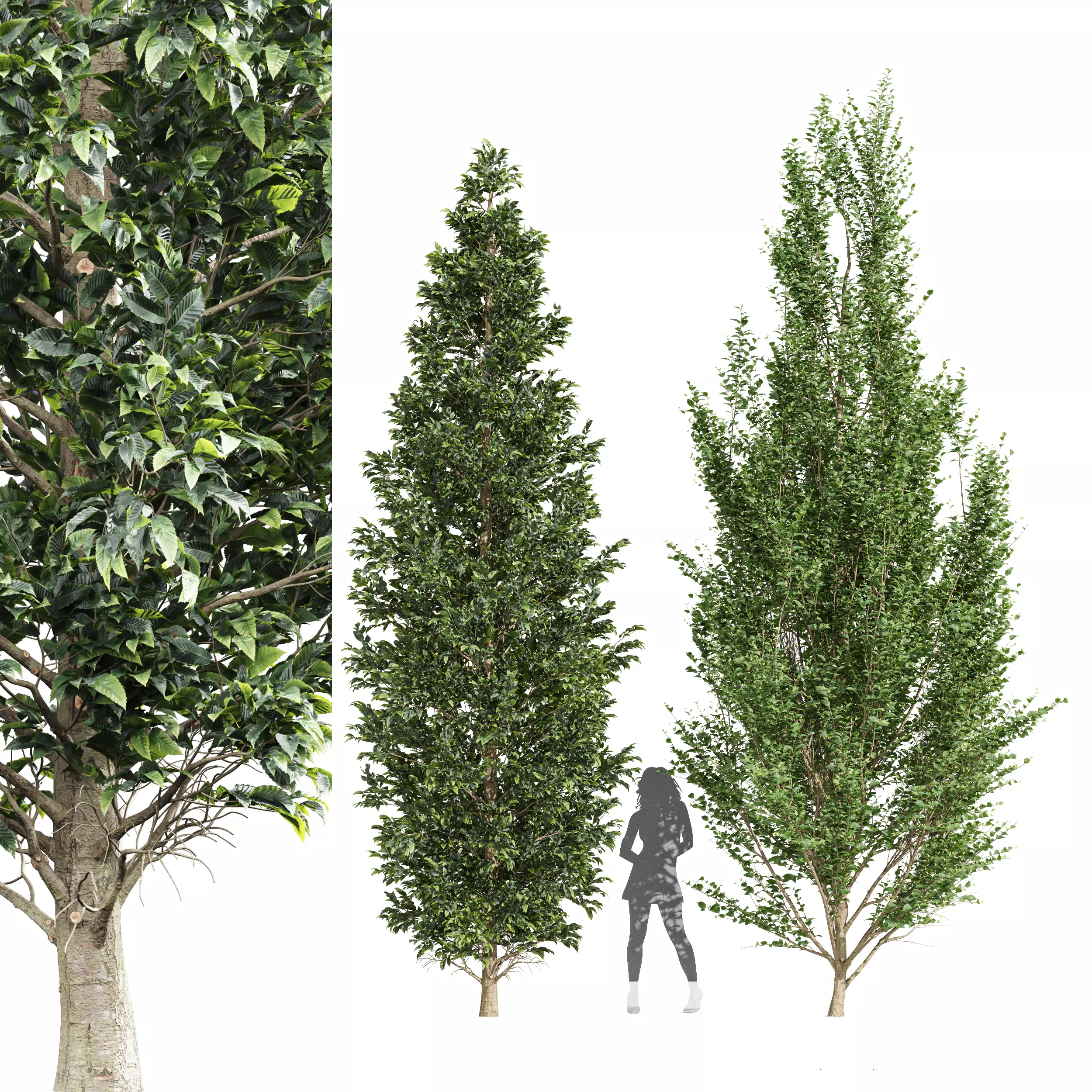 Carpinus Betulus Broadleaf and Carpinus Betulus Bush 3D model_0