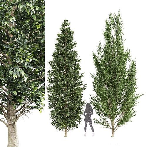 Carpinus Betulus Broadleaf and Carpinus Betulus Bush 3D model