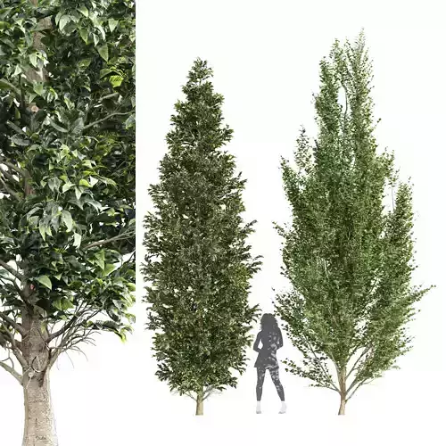 Carpinus Betulus Broadleaf and Carpinus Betulus Bush 3D model
