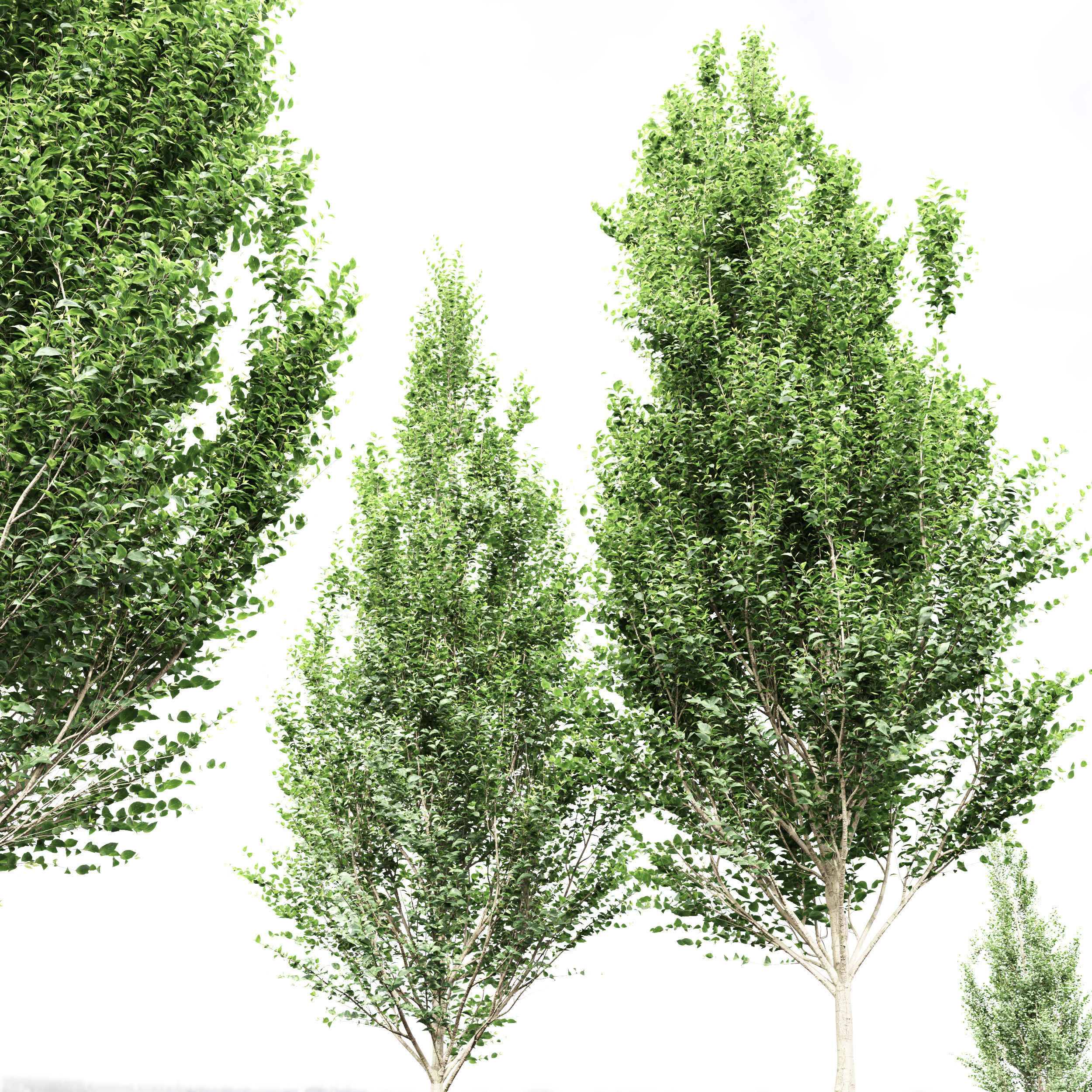 Carpinus Betulus Broadleaf and Carpinus Betulus Bush 3D model_3