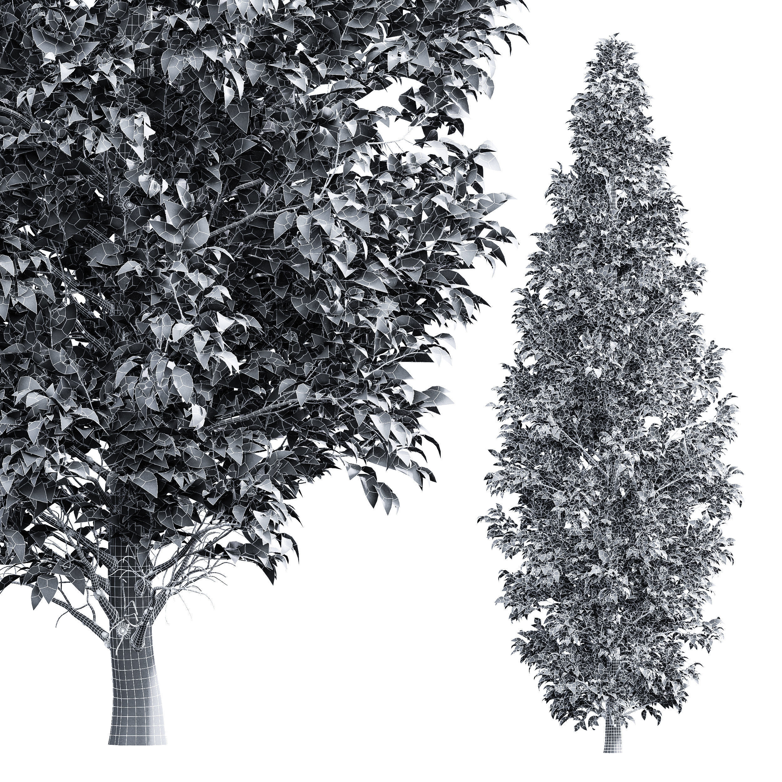 Carpinus Betulus Broadleaf and Carpinus Betulus Bush 3D model_4