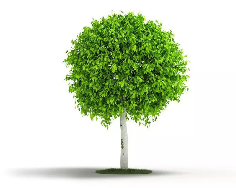 Trimmed Tree 3D model_0
