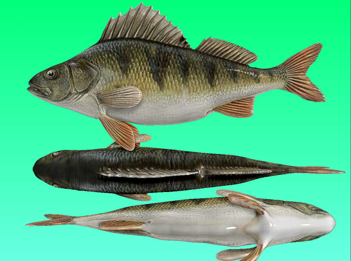 River fish collection Low-poly 3D model_12