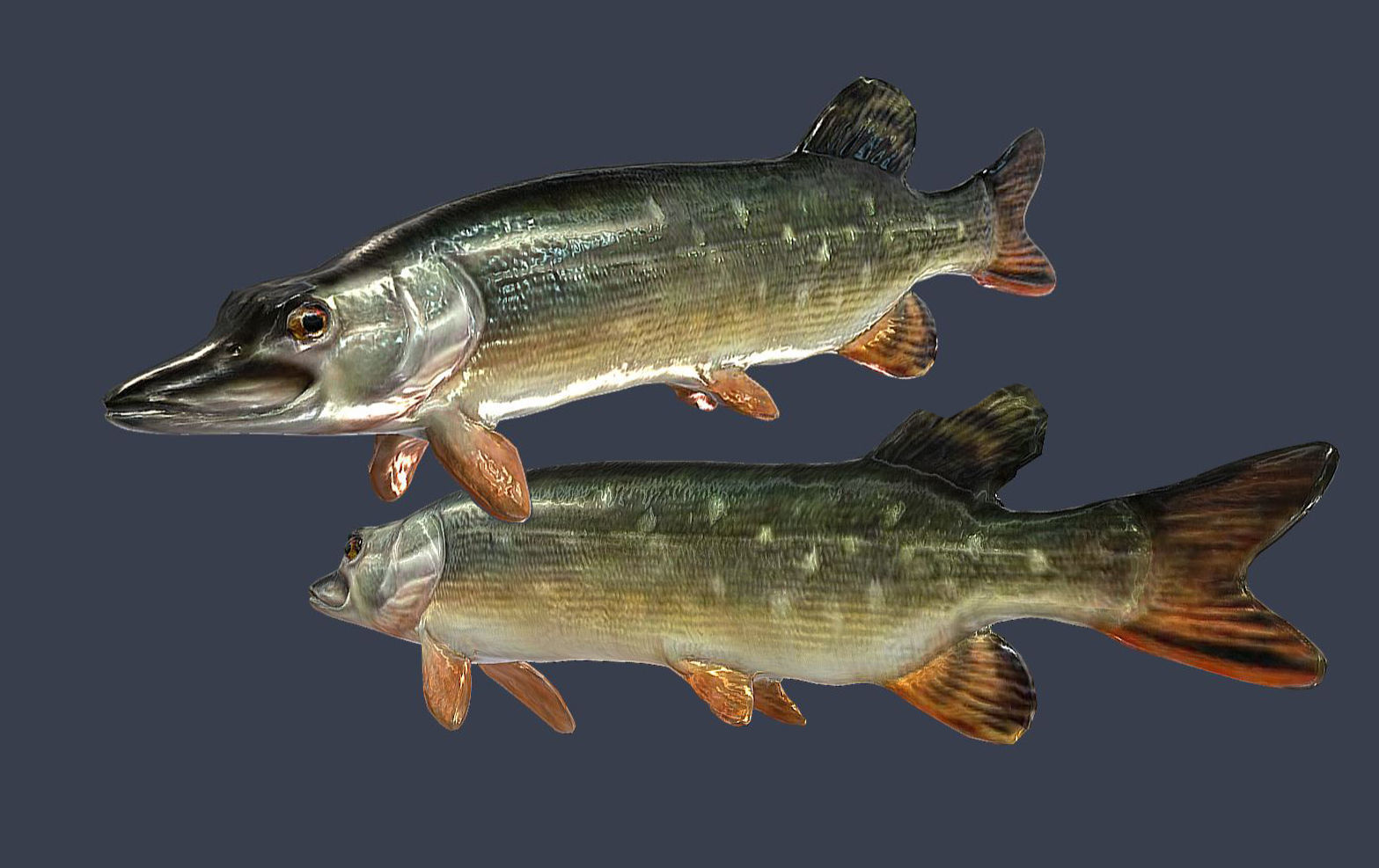 River fish collection Low-poly 3D model_6