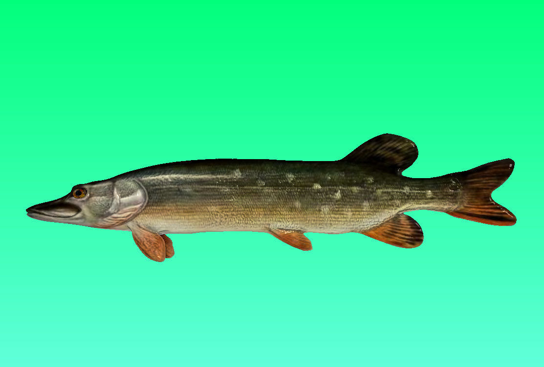 River fish collection Low-poly 3D model_19