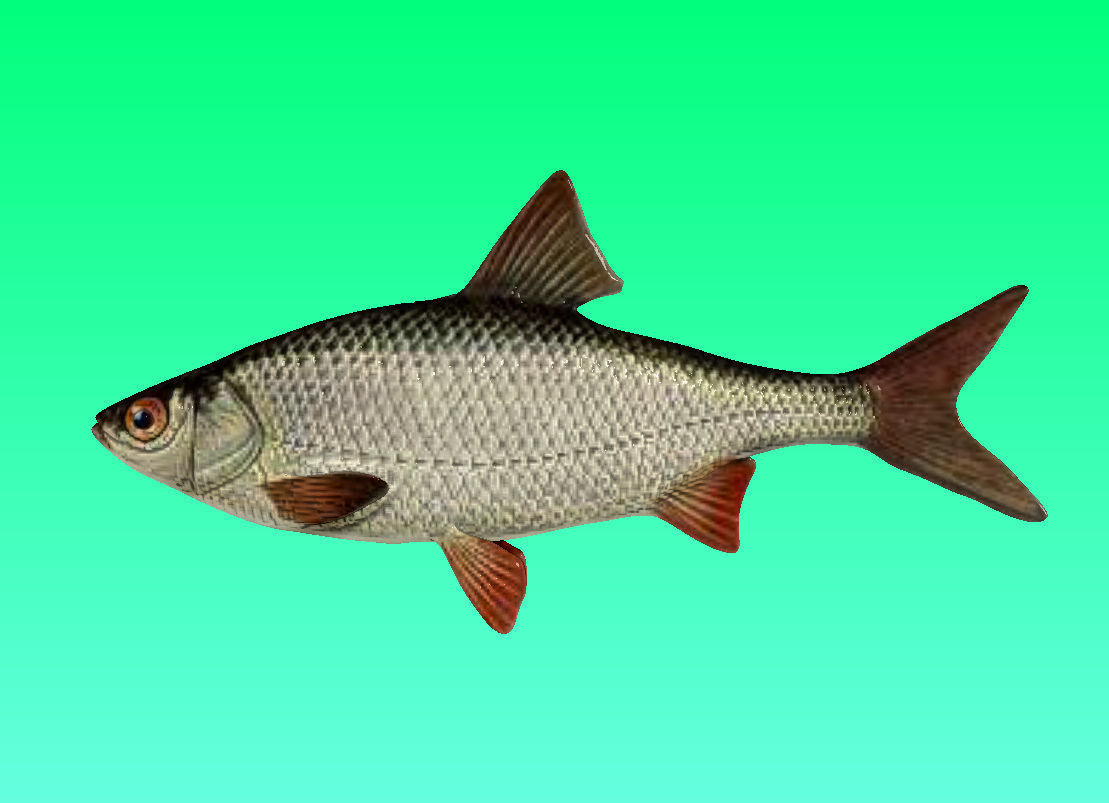 River fish collection Low-poly 3D model_13