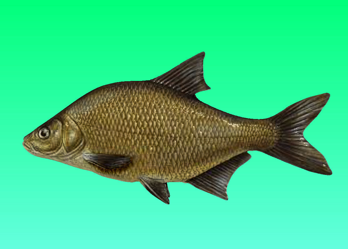 River fish collection Low-poly 3D model_14