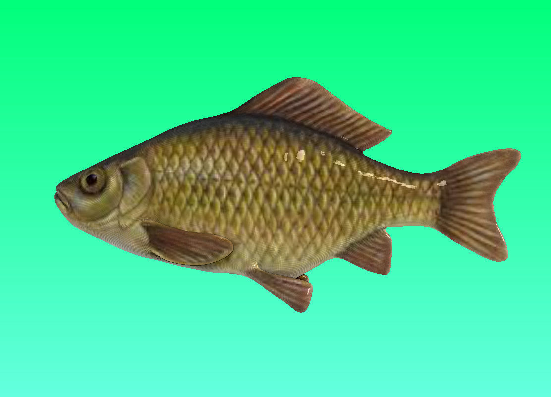 River fish collection Low-poly 3D model_21
