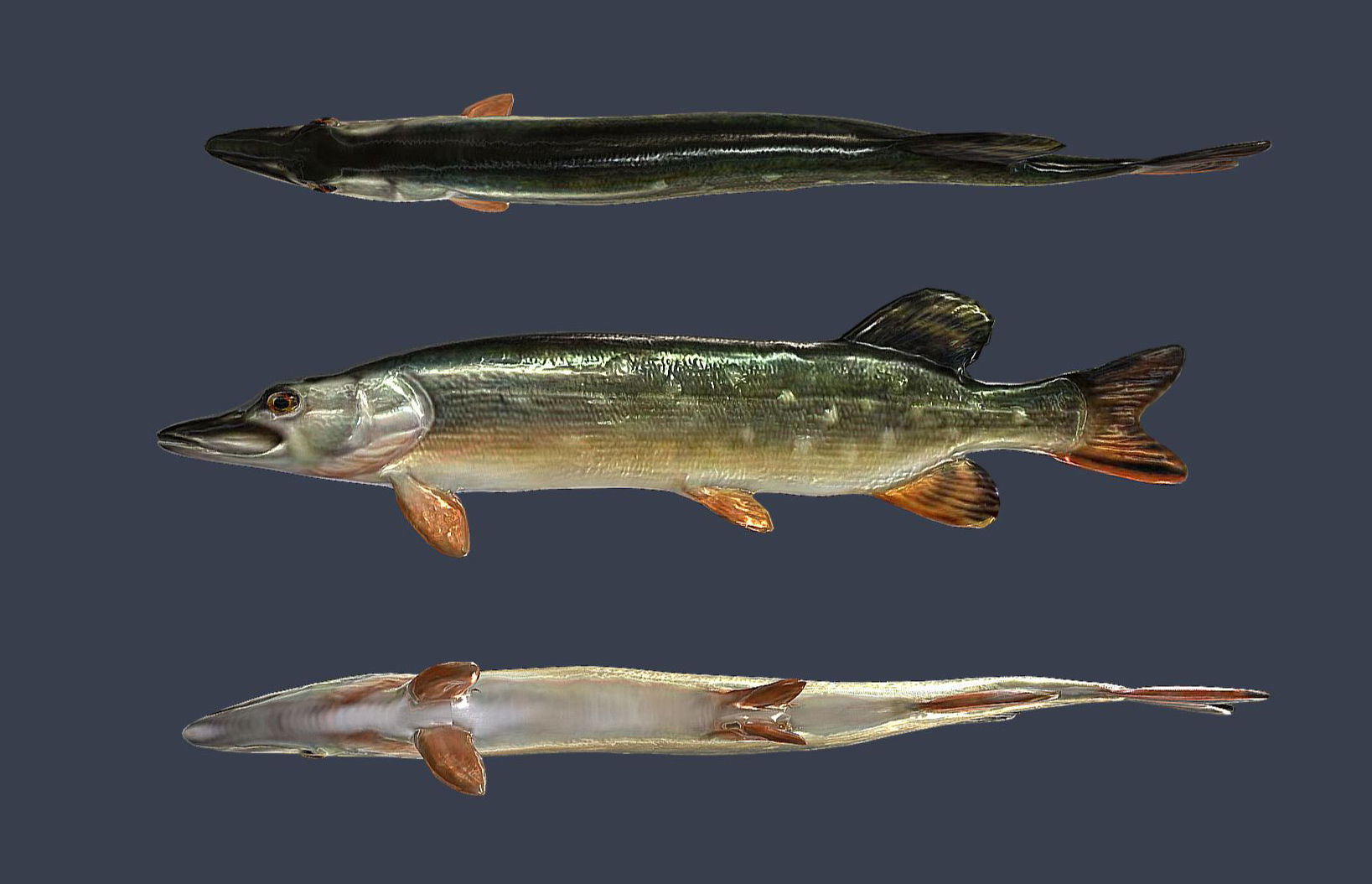 River fish collection Low-poly 3D model_5