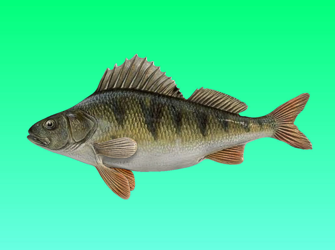 River fish collection Low-poly 3D model_22