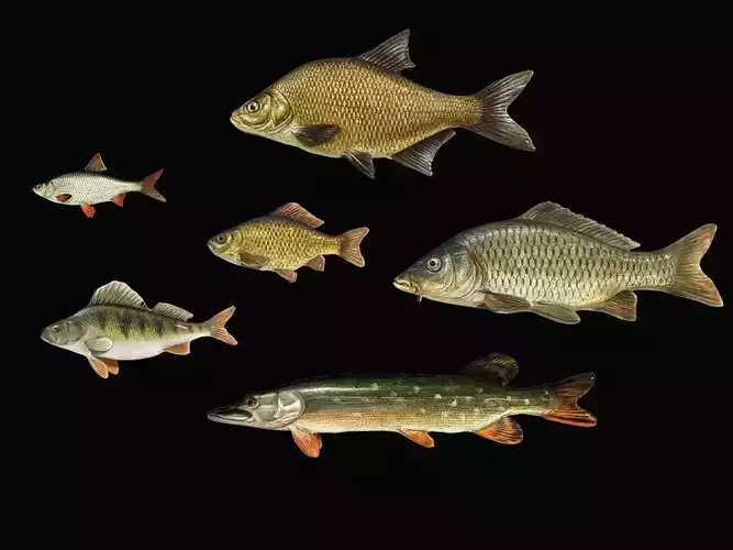 River fish collection Low-poly 3D model