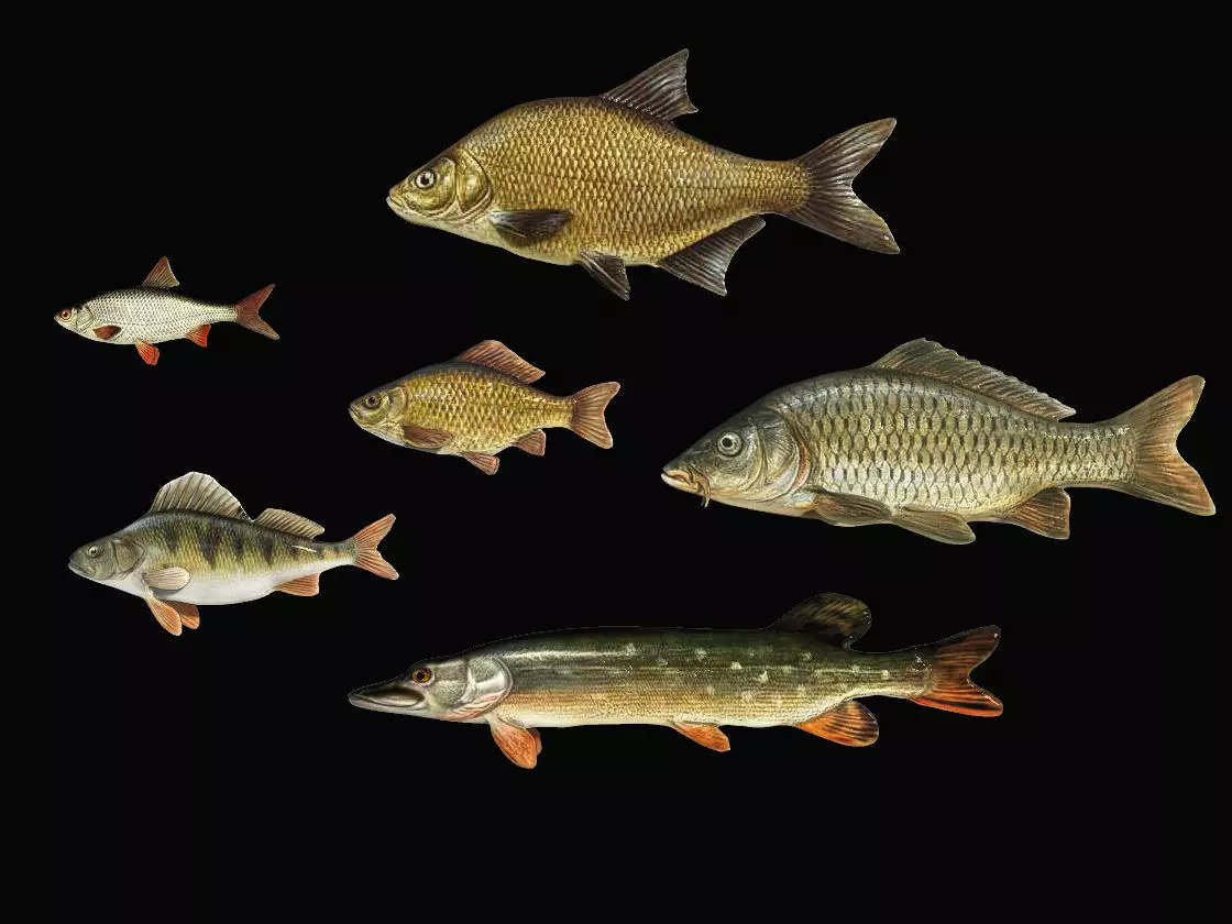 River fish collection Low-poly 3D model_0