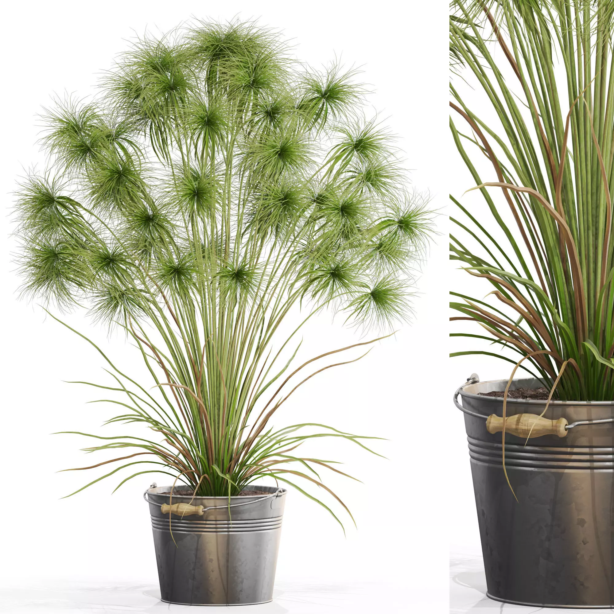 Plants collection 727 3D model_0