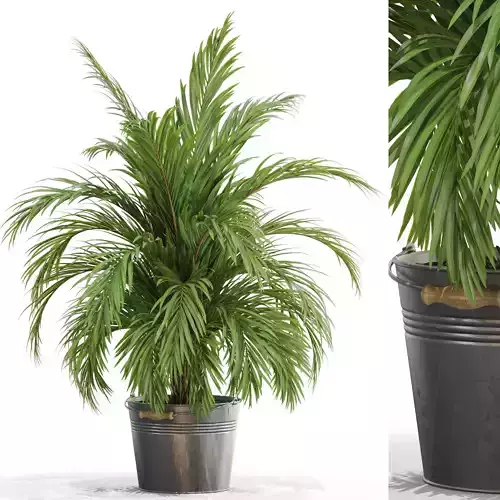 Plants collection 728 3D model