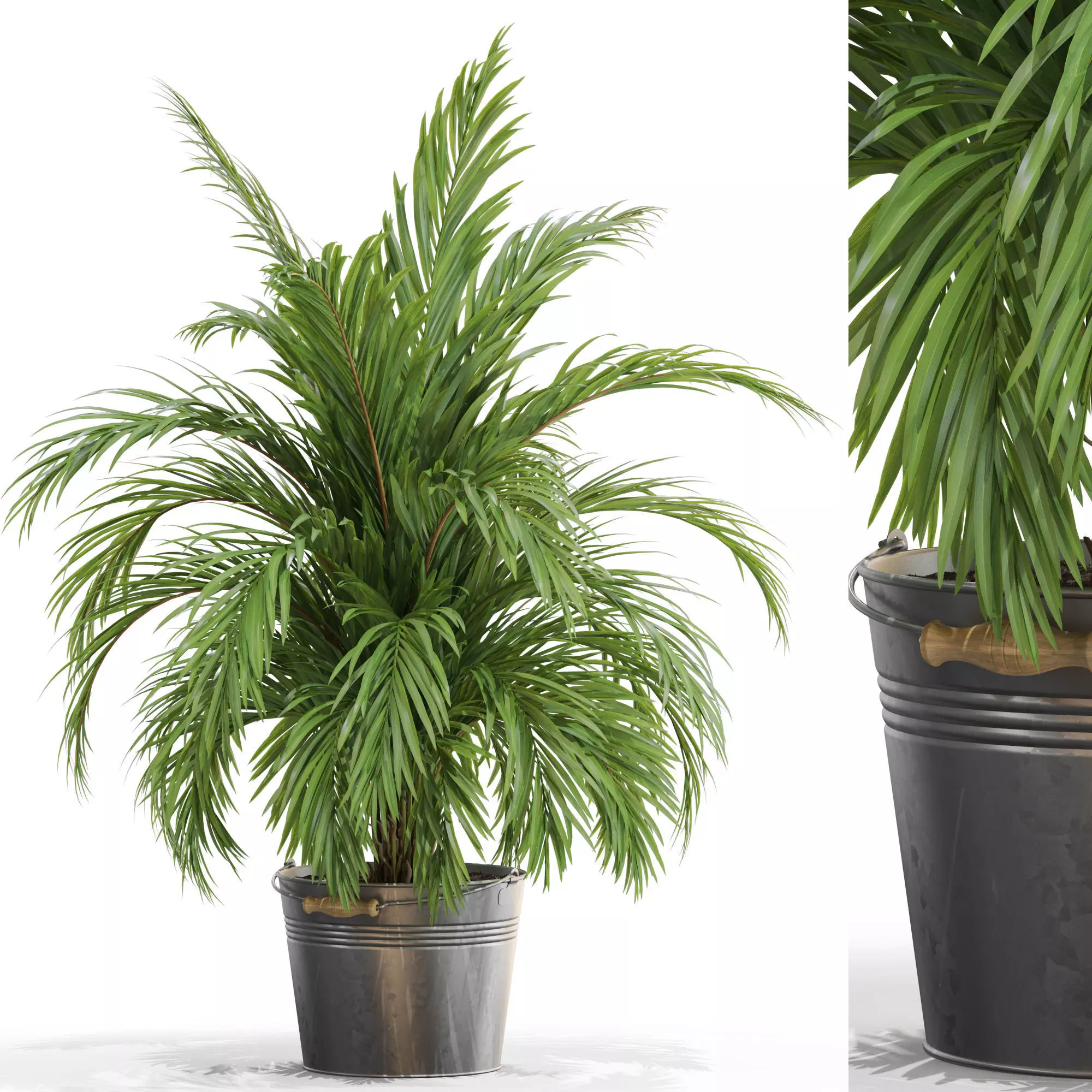 Plants collection 728 3D model_0