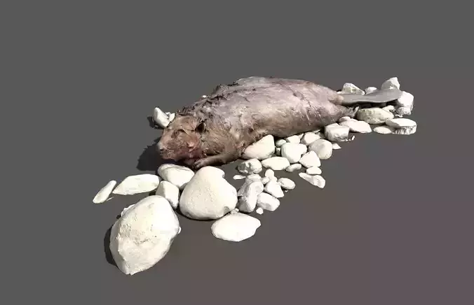Dead beaver on river bank Low-poly 3D model